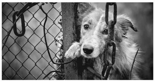 Dog in a cage